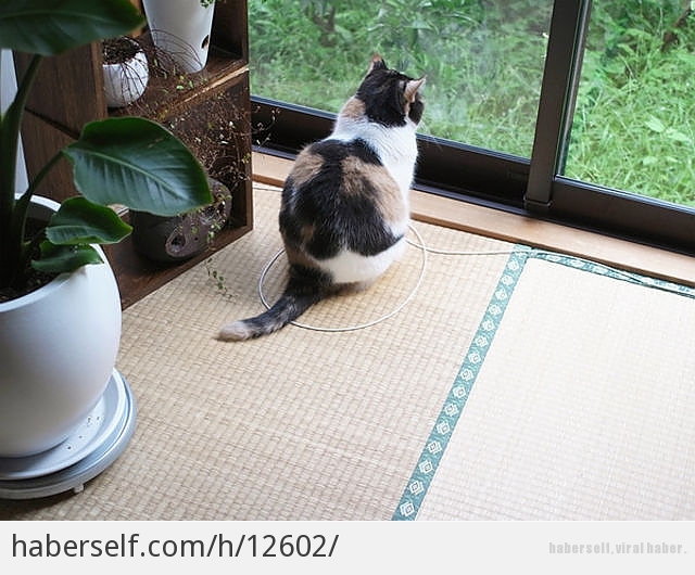 Yeni Akımı &quot;Kedi Halkaları&quot; Birbirinden Şirin 8 Fotoğraf