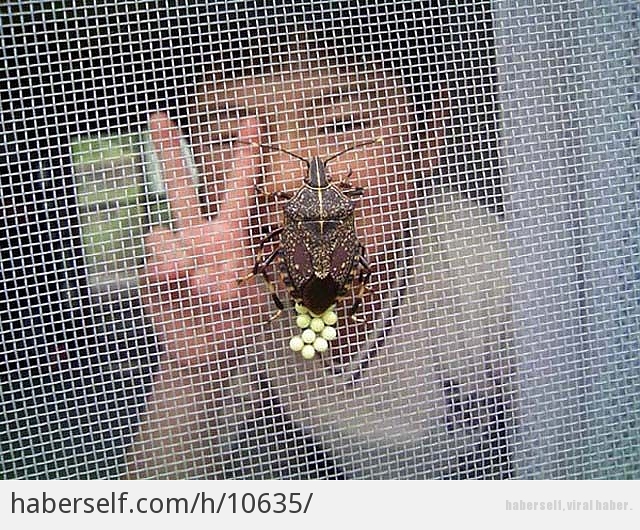 Kesinlikle Karşılaşmak İstemeyeceğiniz 24 Korkunç Böcek Türü